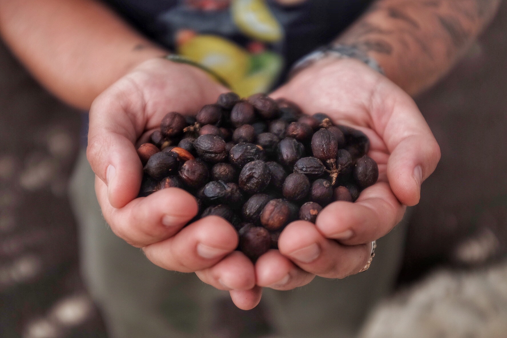 Discover the secret of Virši coffee