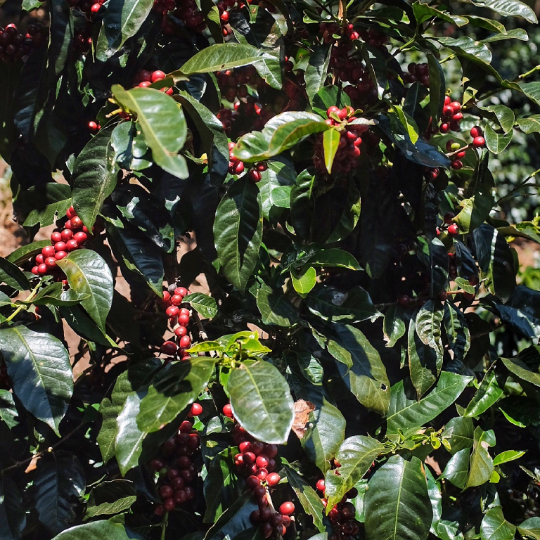 Kavos derliaus nuėmimo kombainai