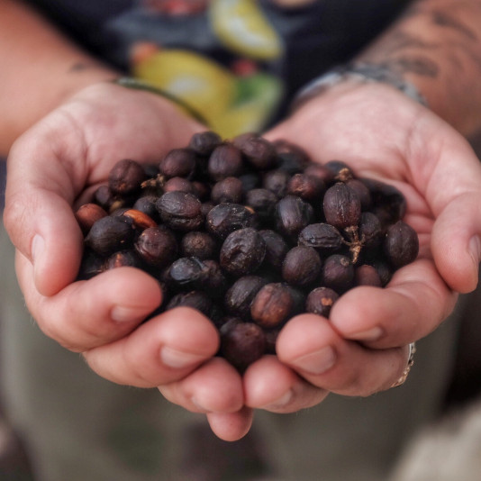 Atklāj Viršu kafijas noslēpumu